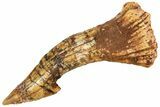 Fossil Sawfish (Onchopristis) Rostral Barb - Morocco #208891-1